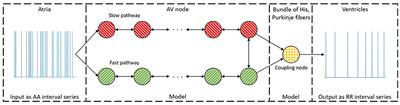 Non-invasive Characterization of Human AV-Nodal Conduction Delay and Refractory Period During Atrial Fibrillation